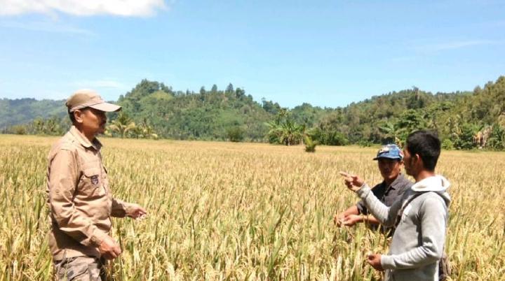Harapan Menuju Ketahanan Pangan Nasional: Swasembada sebagai Langkah Menuju Keberlanjutan Pangan Indonesia