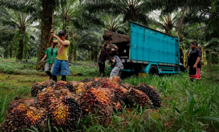 Harga TBS Sawit Sumut Naik: Tembus Rp3.447 per Kilogram