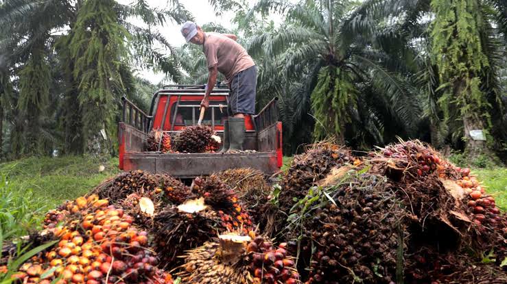 “Harga Sawit Anjlok Lagi! Petani Sumut: Mau Makan Apa Kami?”