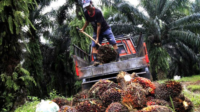 Harga TBS Sawit Kalimantan Timur Periode II Juli 2025 Naik Rp115,40/Kg